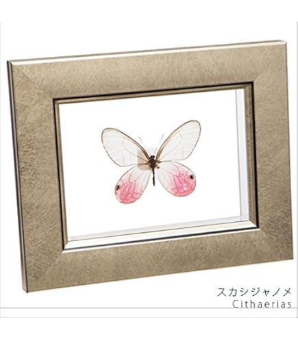Amazon.co.jp: 蝶の標本 アナクシビアモルフォ Morpho anaxiBia
